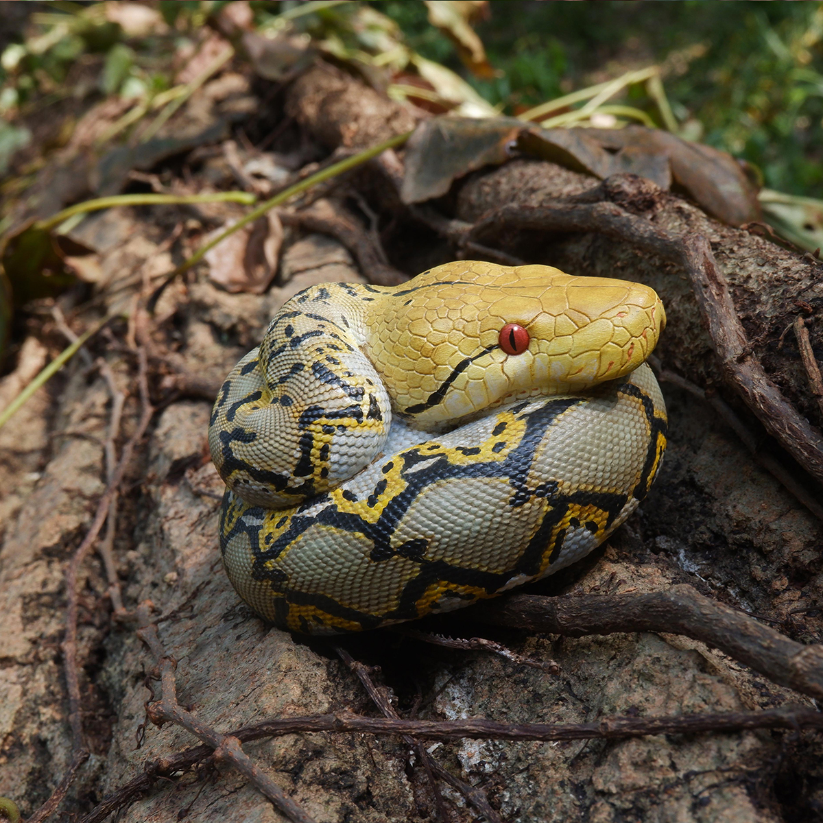 AHB Series 9 / Python reticulatus - Reticulated Python / Snake