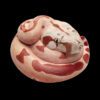 AHB Series 9 / Boa constrictor imperator (Hypo Fire) - Hypo Fire morph Boa Python / Snake