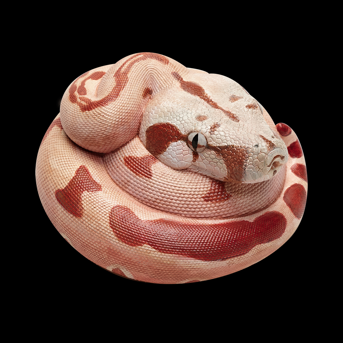 AHB Series 9 / Boa constrictor imperator (Hypo Fire) - Hypo Fire morph Boa Python / Snake