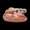 AHB Series 9 / Boa constrictor imperator (Hypo Fire) - Hypo Fire morph Boa Python / Snake
