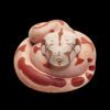 AHB Series 9 / Boa constrictor imperator (Hypo Fire) - Hypo Fire morph Boa Python / Snake