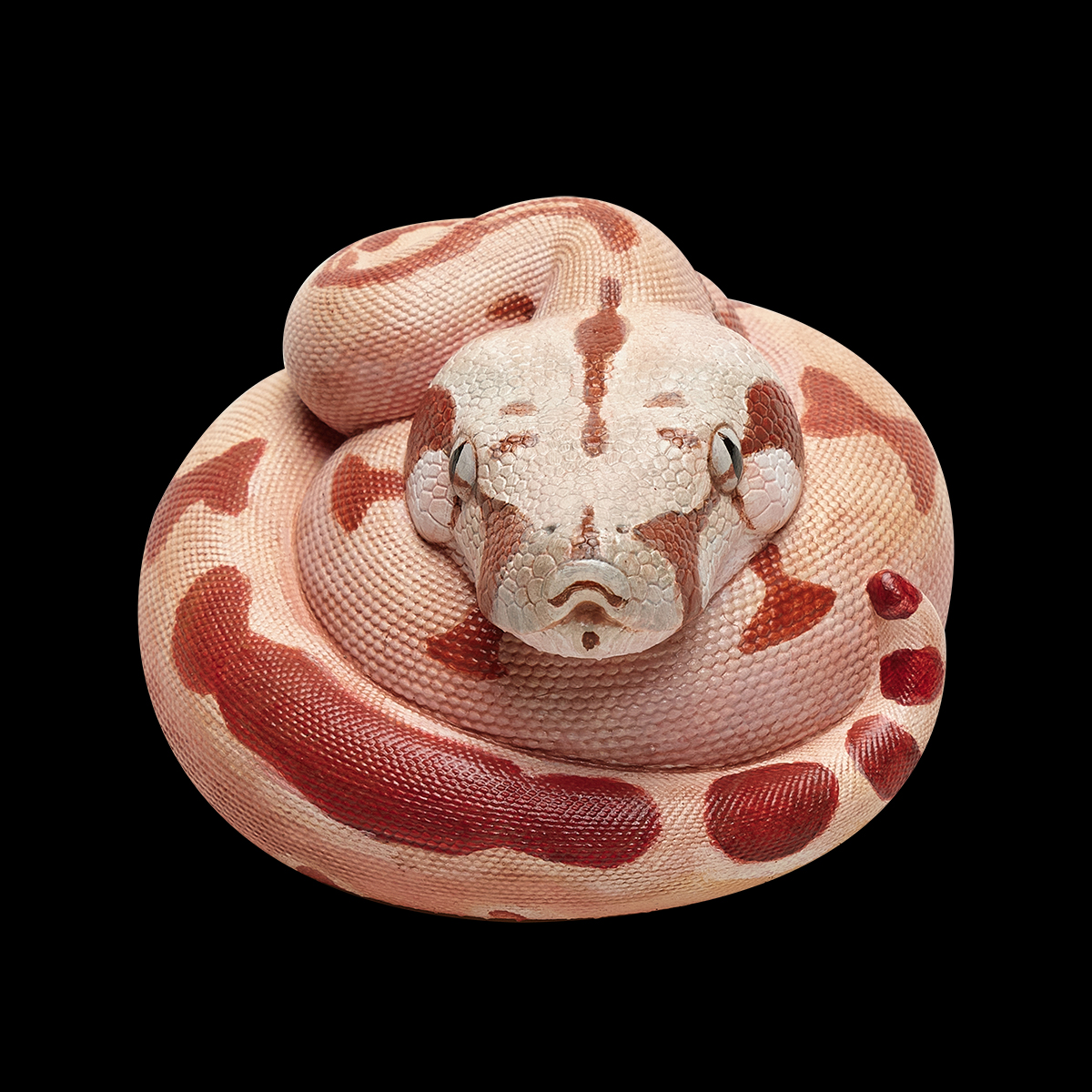 AHB Series 9 / Boa constrictor imperator (Hypo Fire) - Hypo Fire morph Boa Python / Snake