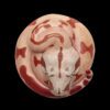 AHB Series 9 / Boa constrictor imperator (Hypo Fire) - Hypo Fire morph Boa Python / Snake