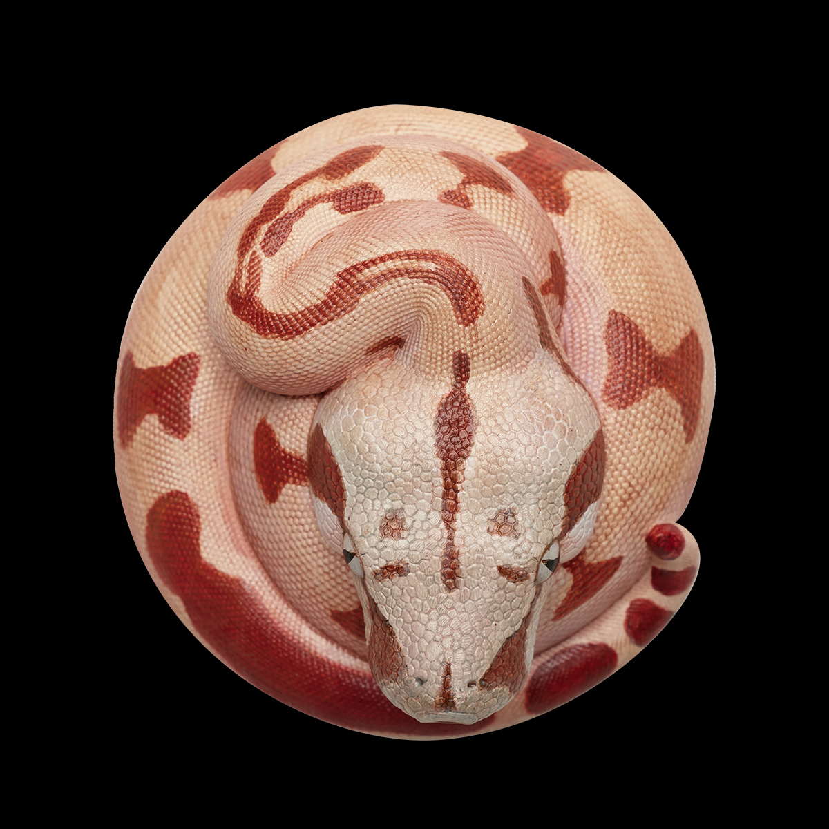 AHB Series 9 / Boa constrictor imperator (Hypo Fire) - Hypo Fire morph Boa Python / Snake