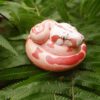 AHB Series 9 / Boa constrictor imperator (Hypo Fire) - Hypo Fire morph Boa Python / Snake