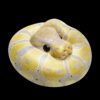 AHB Series 9 / Python regius (Banana Pastel) - Banana Pastel Ball Python / Snake