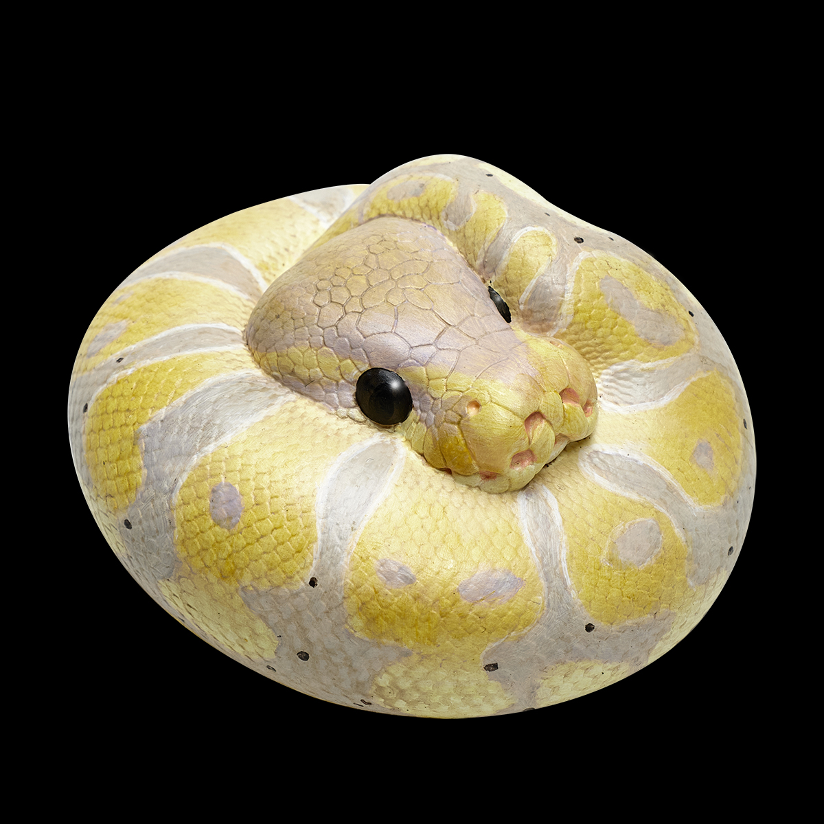 AHB Series 9 / Python regius (Banana Pastel) - Banana Pastel Ball Python / Snake