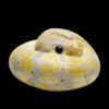 AHB Series 9 / Python regius (Banana Pastel) - Banana Pastel Ball Python / Snake