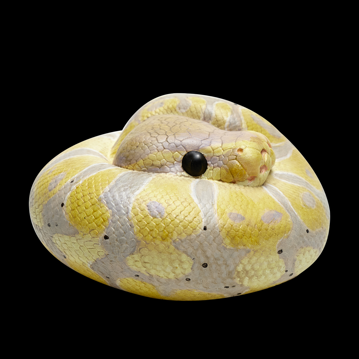 AHB Series 9 / Python regius (Banana Pastel) - Banana Pastel Ball Python / Snake