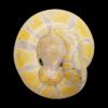 AHB Series 9 / Python regius (Banana Pastel) - Banana Pastel Ball Python / Snake