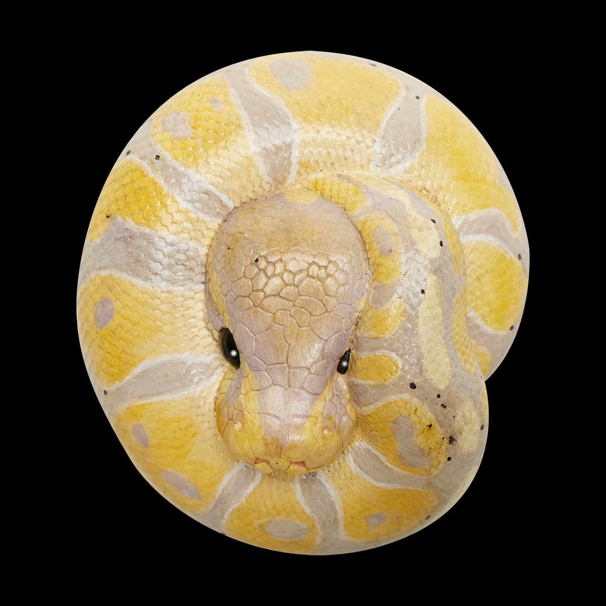 AHB Series 9 / Python regius (Banana Pastel) - Banana Pastel Ball Python / Snake
