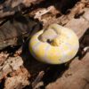 AHB Series 9 / Python regius (Banana Pastel) - Banana Pastel Ball Python / Snake