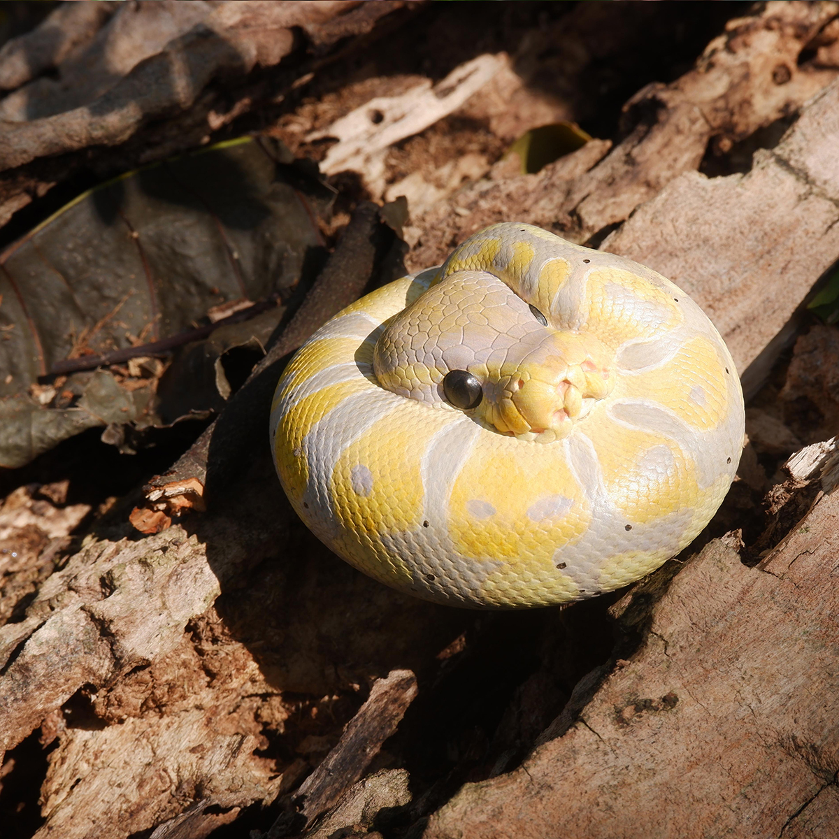 AHB Series 9 / Python regius (Banana Pastel) - Banana Pastel Ball Python / Snake