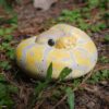 AHB Series 9 / Python regius (Banana Pastel) - Banana Pastel Ball Python / Snake