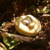 AHB Series 9 / Python regius (Banana Pastel) - Banana Pastel Ball Python / Snake