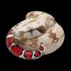 AHB Series 9 / Boa constrictor constrictor - Red-tailed Boa Python / Snake
