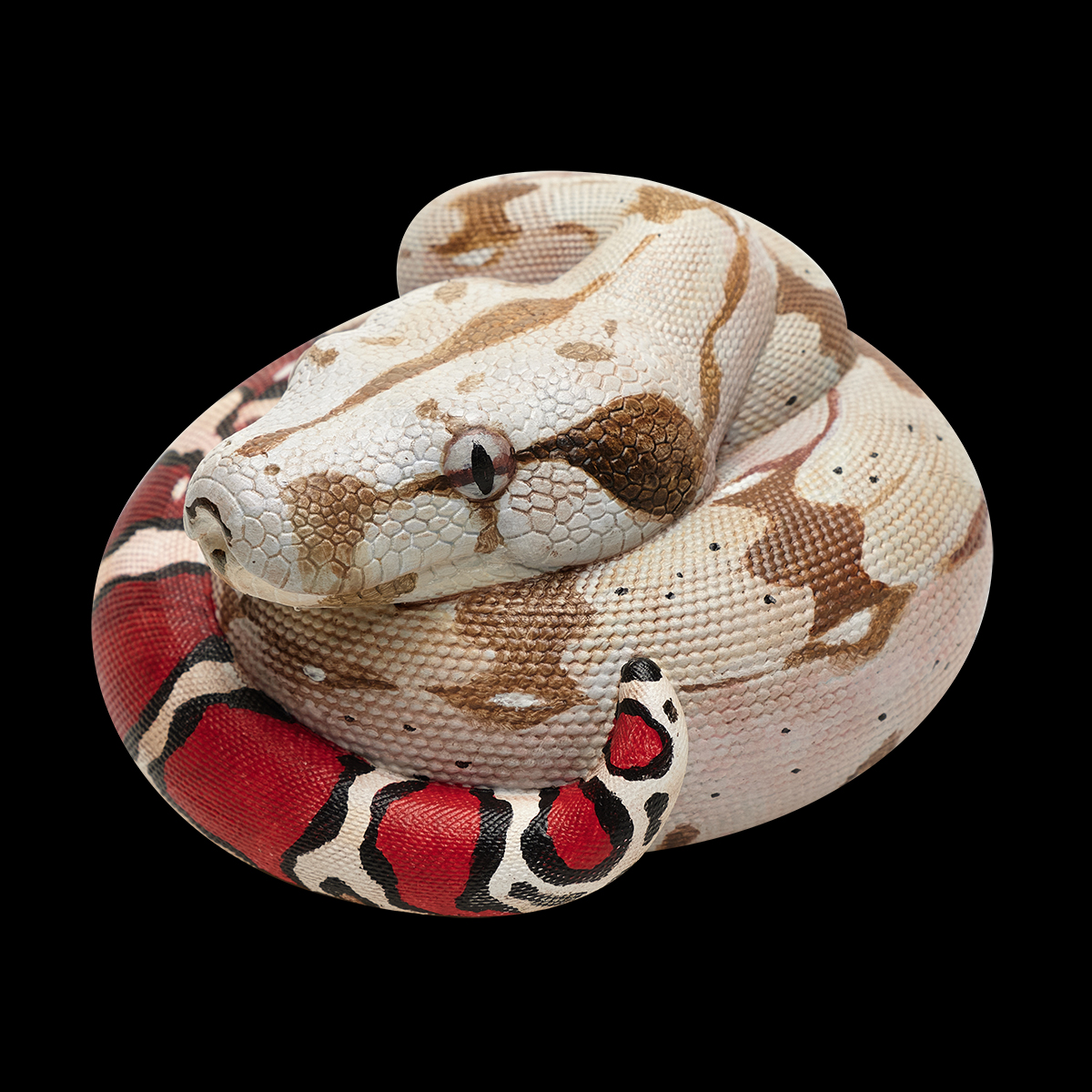 AHB Series 9 / Boa constrictor constrictor - Red-tailed Boa Python / Snake