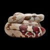 AHB Series 9 / Boa constrictor constrictor - Red-tailed Boa Python / Snake