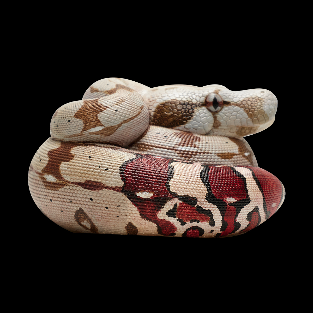 AHB Series 9 / Boa constrictor constrictor - Red-tailed Boa Python / Snake