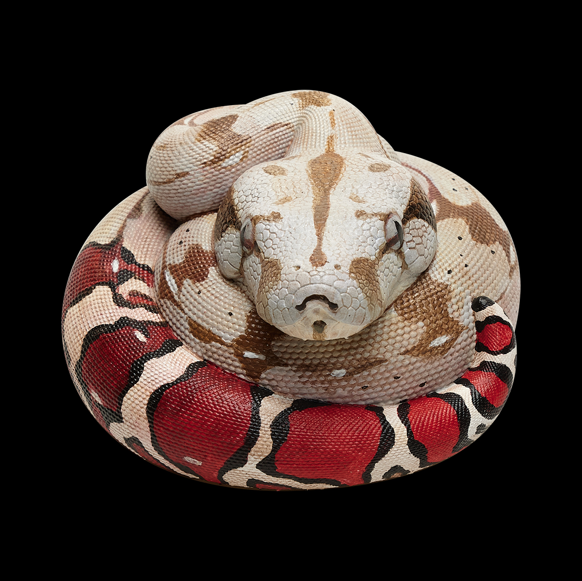AHB Series 9 / Boa constrictor constrictor - Red-tailed Boa Python / Snake