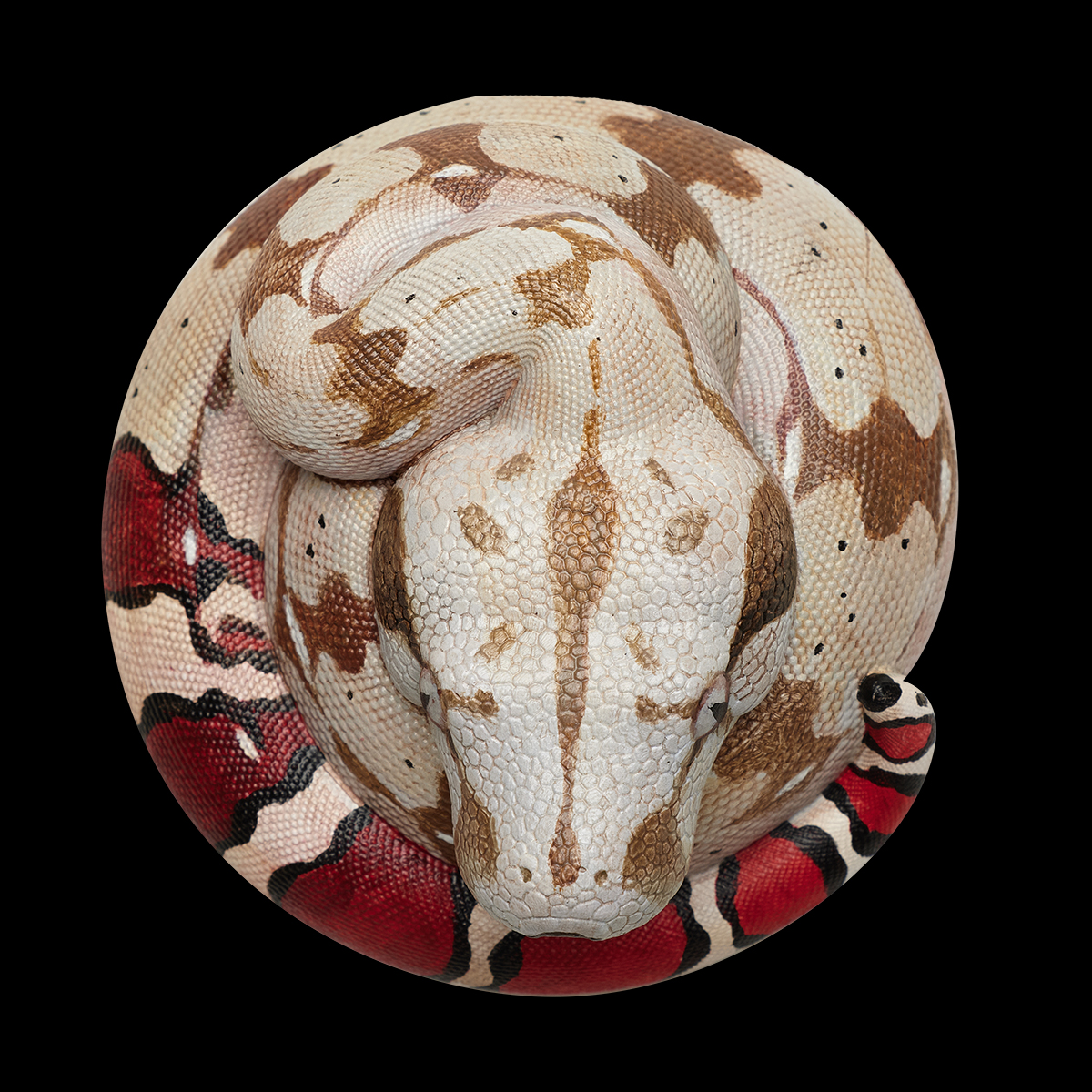 AHB Series 9 / Boa constrictor constrictor - Red-tailed Boa Python / Snake