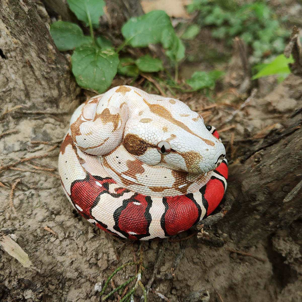 AHB Series 9 / Boa constrictor constrictor - Red-tailed Boa Python / Snake