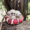 AHB Series 9 / Boa constrictor constrictor - Red-tailed Boa Python / Snake