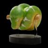 AHB Series 9 / Corallus caninus - Emerald Tree Boa Python / Snake