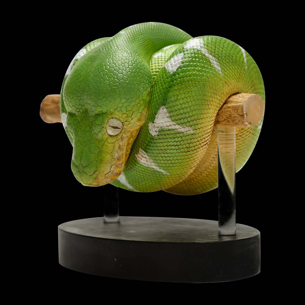AHB Series 9 / Corallus caninus - Emerald Tree Boa Python / Snake