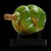 AHB Series 9 / Corallus caninus - Emerald Tree Boa Python / Snake