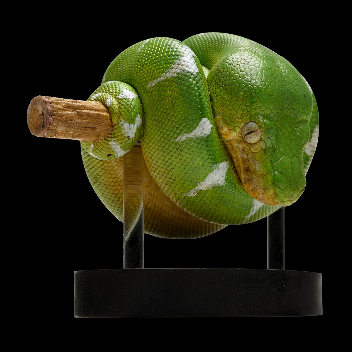 AHB Series 9 / Corallus caninus - Emerald Tree Boa Python / Snake