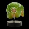 AHB Series 9 / Corallus caninus - Emerald Tree Boa Python / Snake