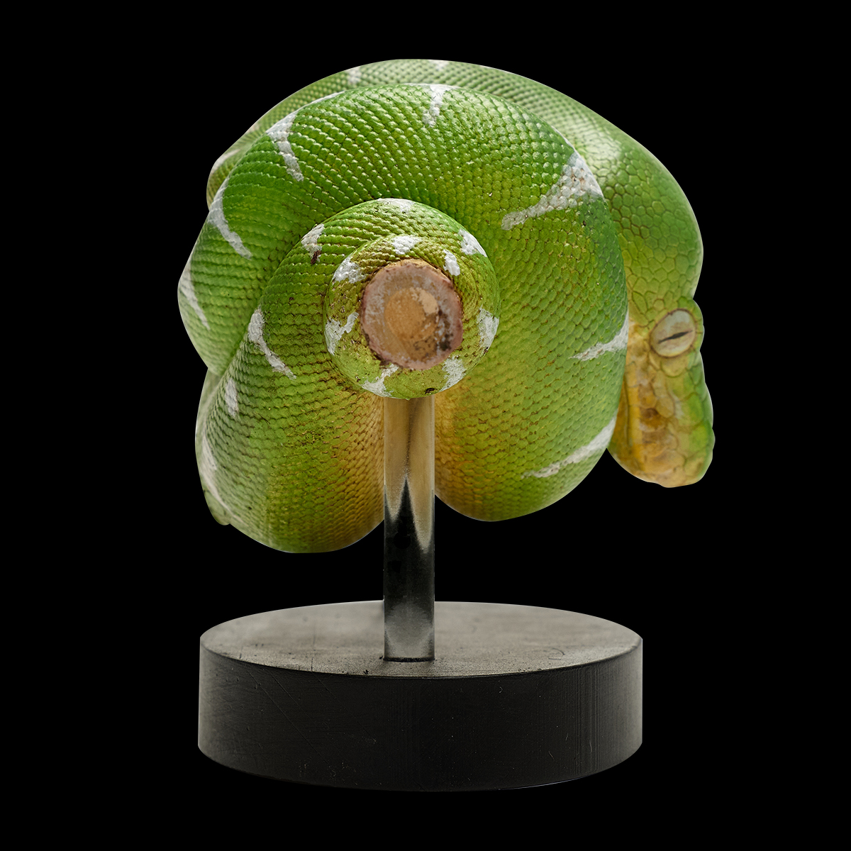 AHB Series 9 / Corallus caninus - Emerald Tree Boa Python / Snake