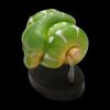AHB Series 9 / Corallus caninus - Emerald Tree Boa Python / Snake