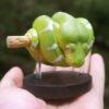 AHB Series 9 / Corallus caninus - Emerald Tree Boa Python / Snake