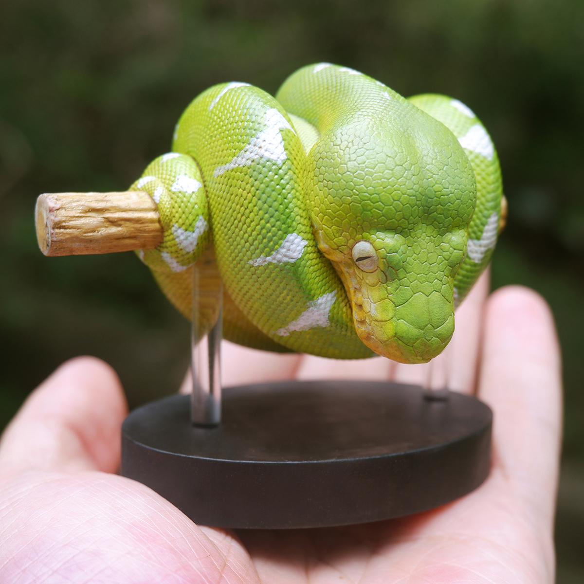AHB Series 9 / Corallus caninus - Emerald Tree Boa Python / Snake