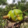 AHB Series 9 / Corallus caninus - Emerald Tree Boa Python / Snake