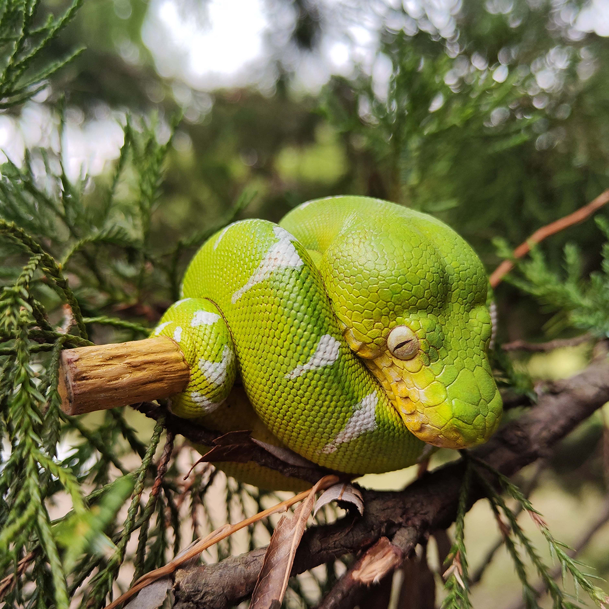 AHB Series 9 / Corallus caninus - Emerald Tree Boa Python / Snake