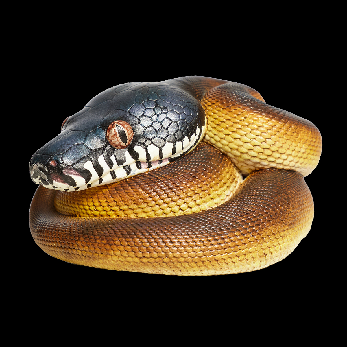 AHB Series 9 / Leiopython albertisii - White-lipped Python / Snake
