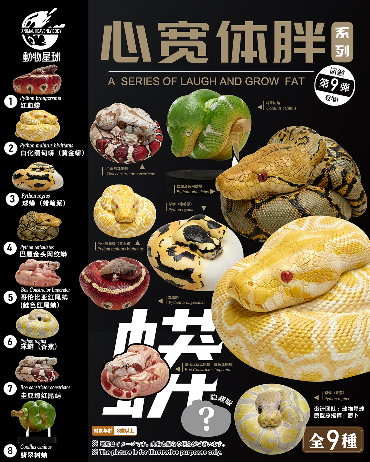 AHB Series 9 / Python regius (Banana Pastel) - Banana Pastel Ball Python / Snake