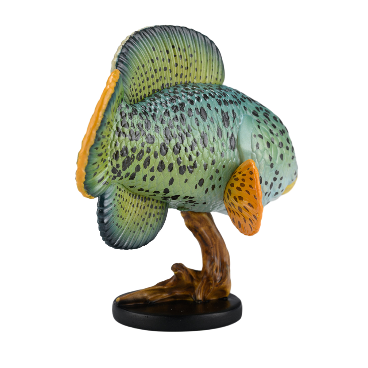 AHB Series 21 / Channa Barca / Fish