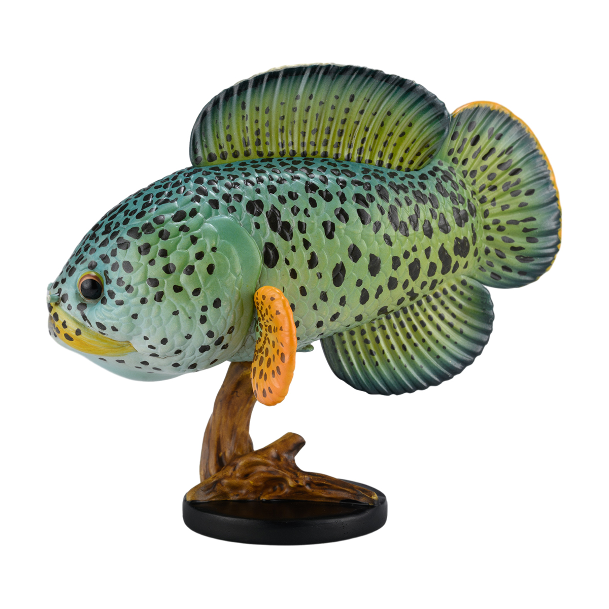 AHB Series 21 / Channa Barca / Fish