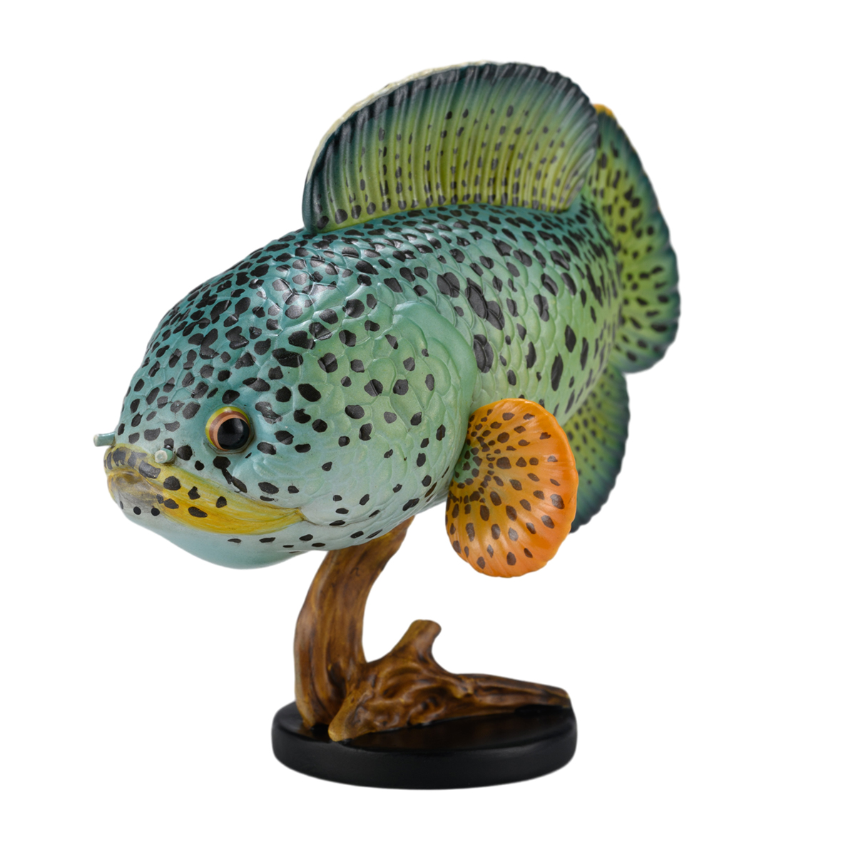 AHB Series 21 / Channa Barca / Fish