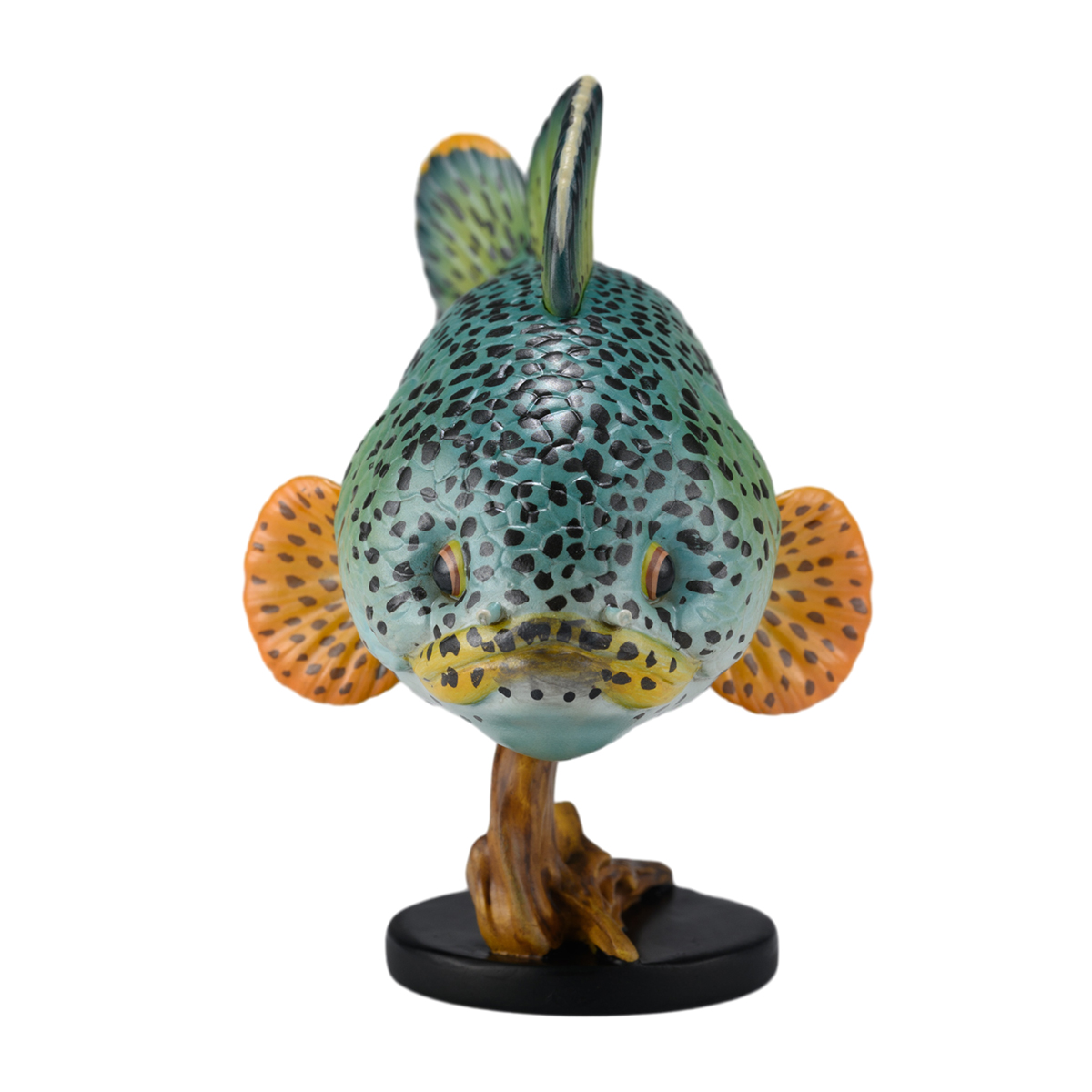 AHB Series 21 / Channa Barca / Fish