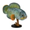 AHB Series 21 / Channa Barca / Fish