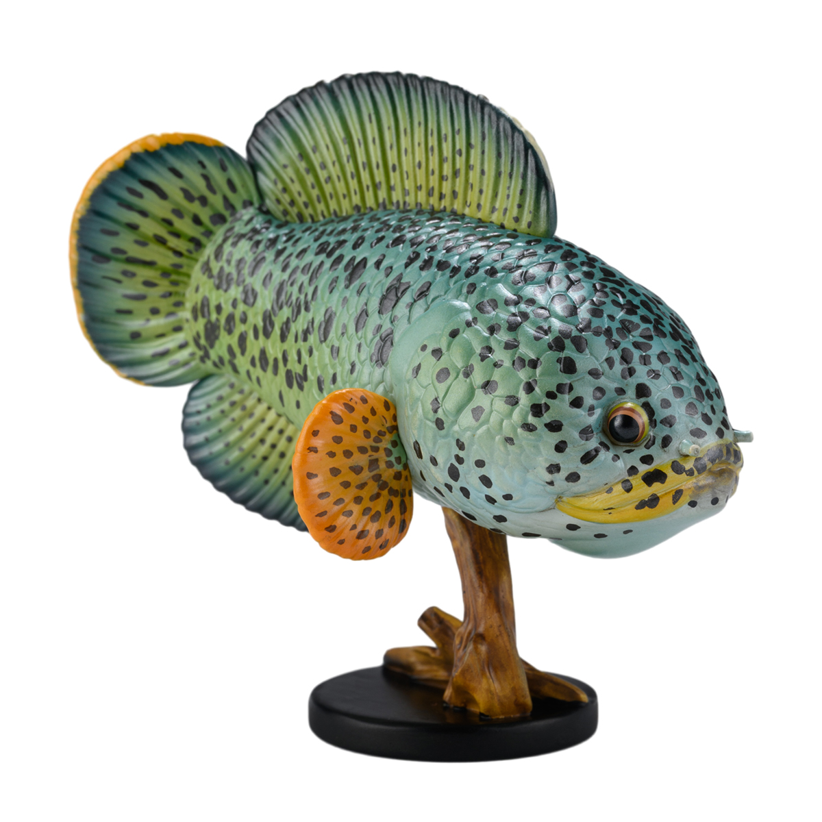 AHB Series 21 / Channa Barca / Fish