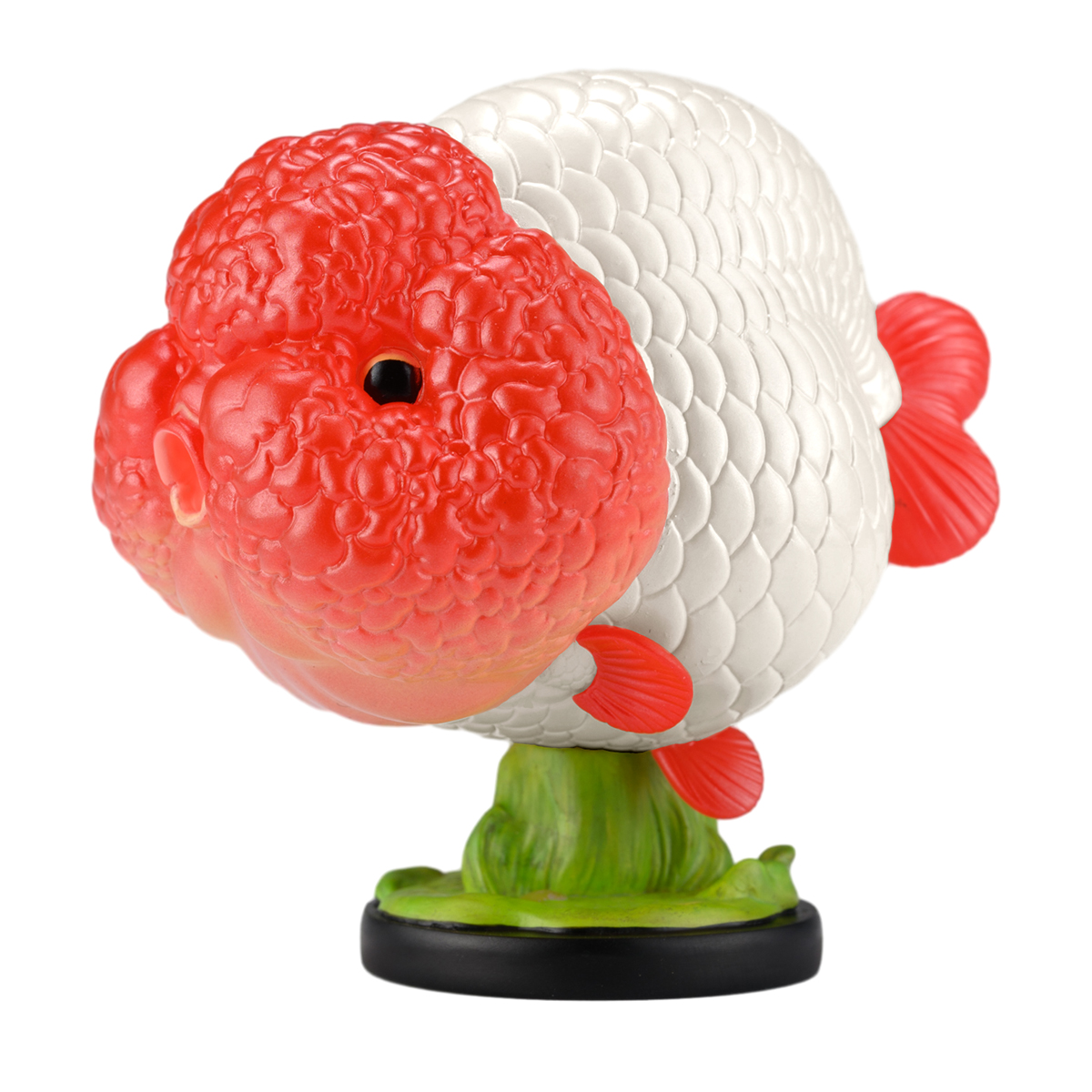 AHB Series 21 / Carassius auratus (Red Head Ranchu Goldfish) / Fish