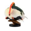 AHB Series 21 / Phractocephalus hemioliopterus / Fish