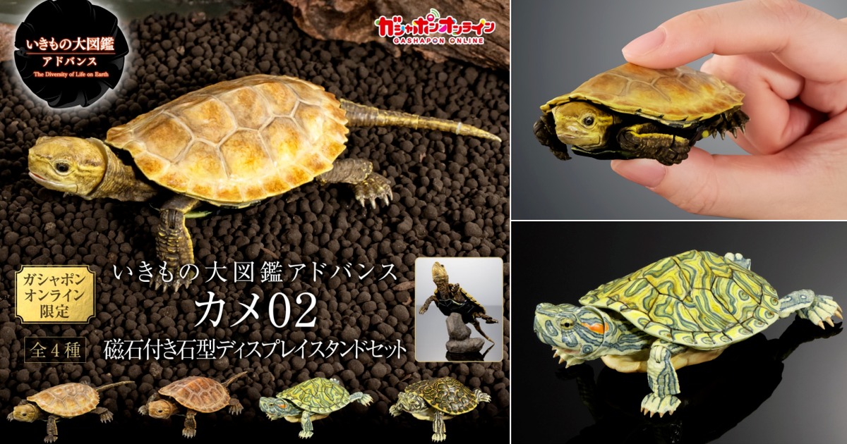 Biological Encyclopedia Ultimate Turtle 02 - Hyper-Realistic & Fully ...
