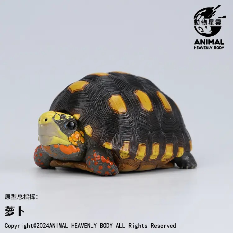 AHB-V22-01-01 AHB Series 22 - Red-footed Tortoise – Geochelone carbonaria | Turtle